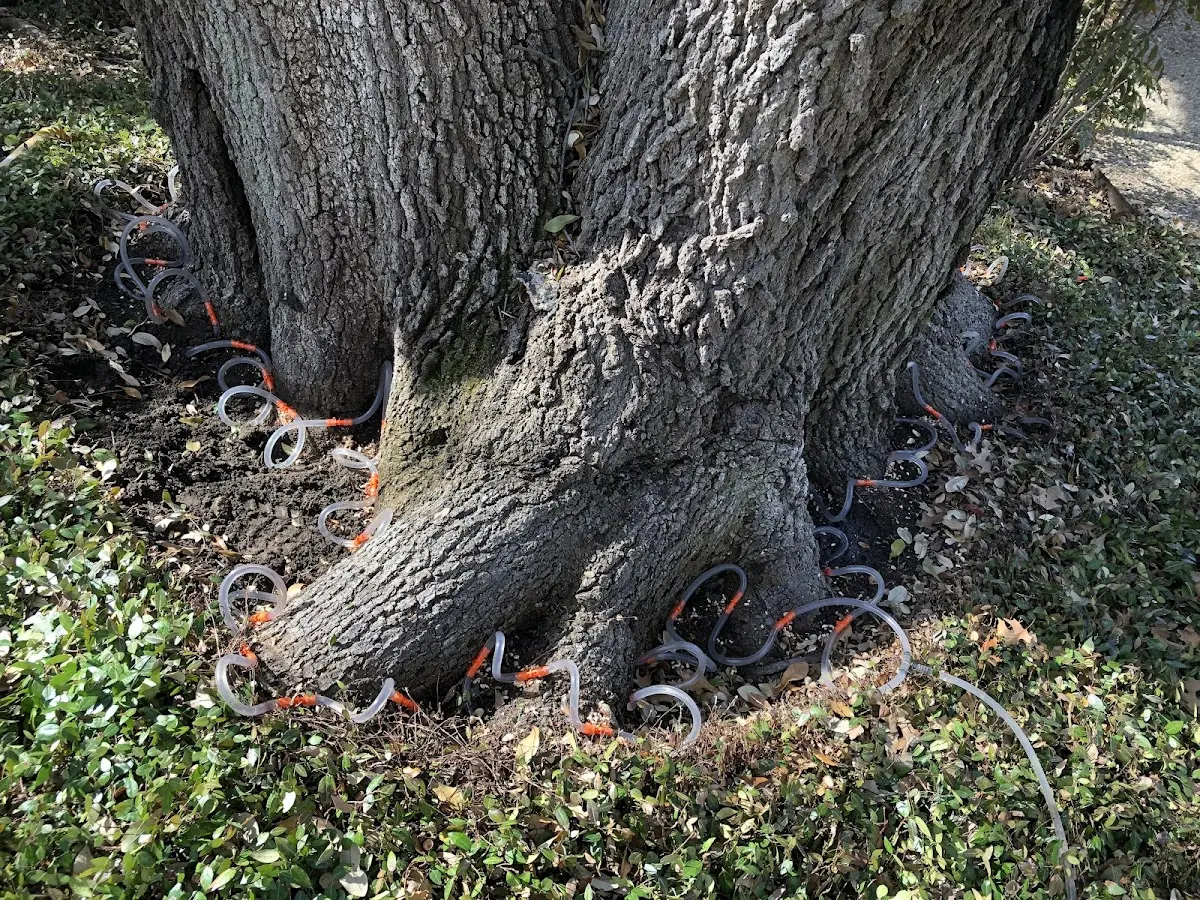 Detailed Tree Cabling and Bracing job site in Lake Huntington