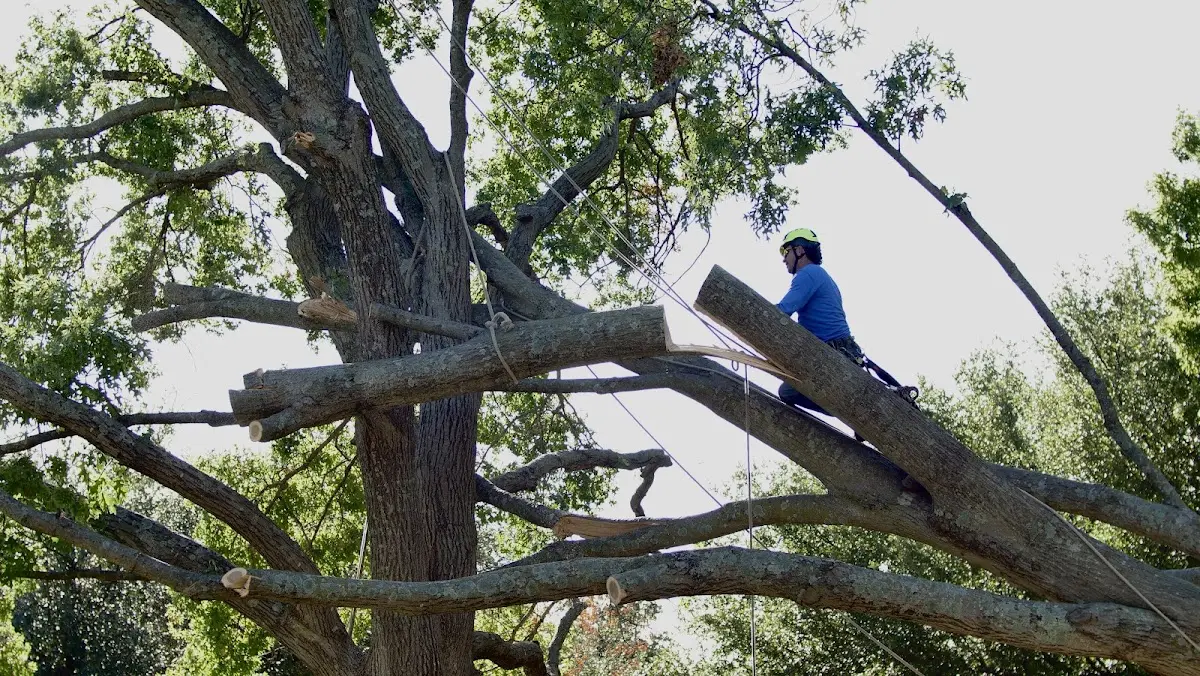 Professional Crown Thinning performed by certified arborists in Lake Huntington