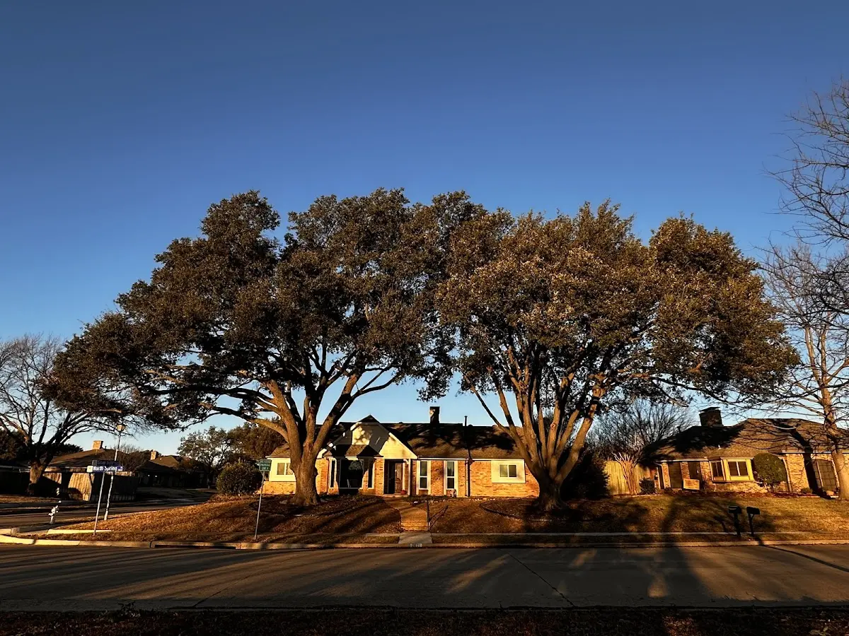 Established residential canopy tree shading a home in Lake Huntington